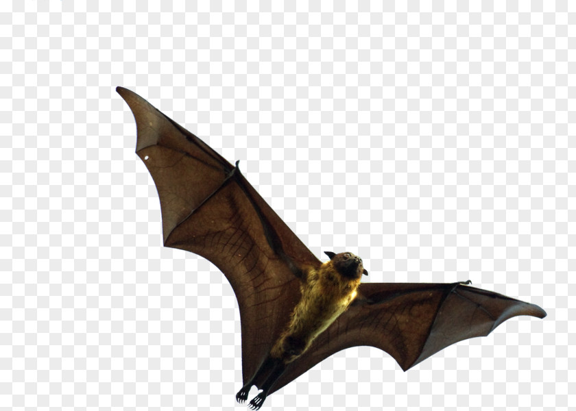 Bat Flying Foxes Animal PNG