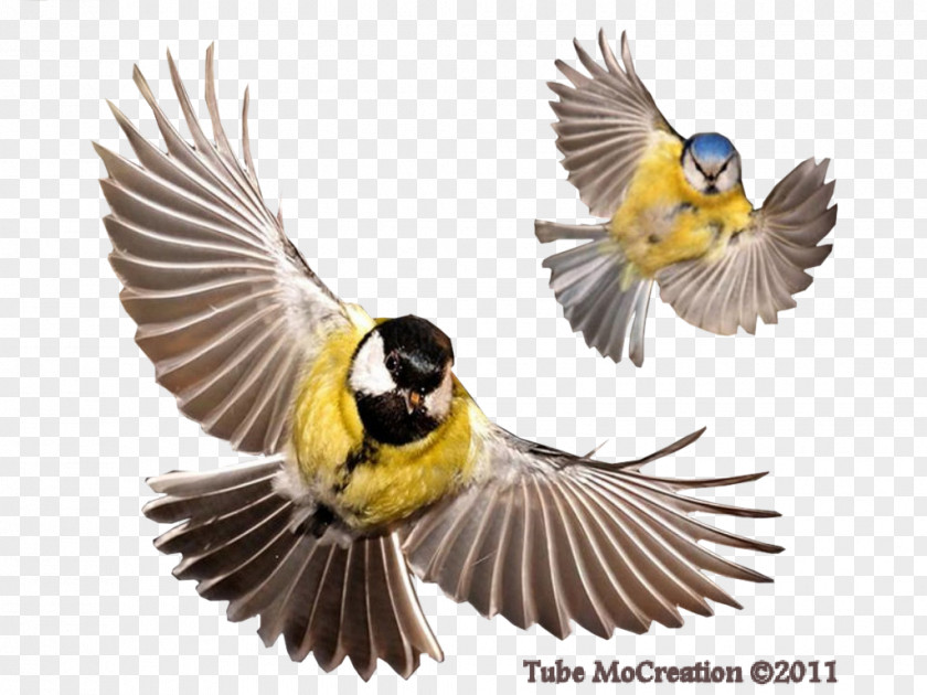 Bird Clip Art Digital Image Vector Graphics PNG