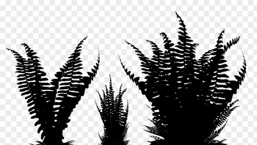 M Tree Silhouette Grasses Black & White PNG