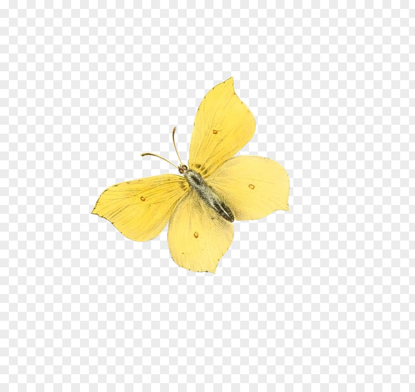 Small Butterfly Moth Clip Art PNG