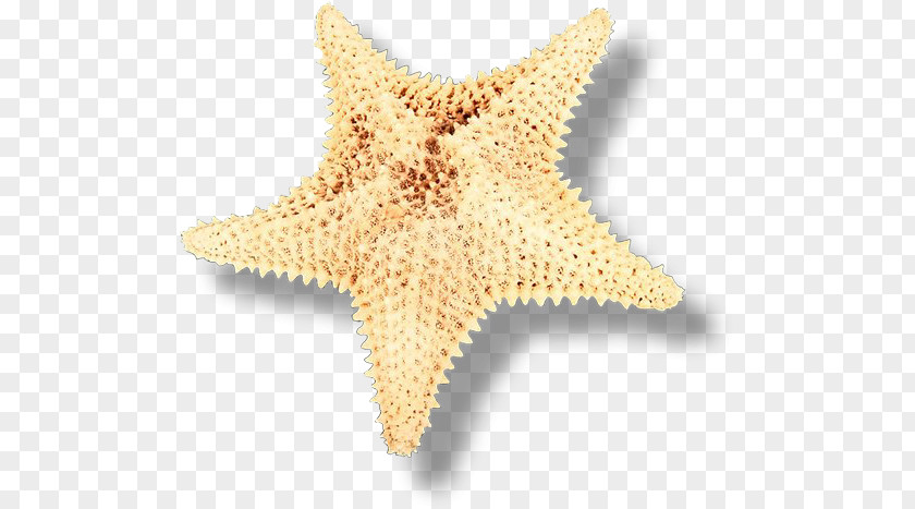 Starfish Seashell Echinoderm Clip Art PNG
