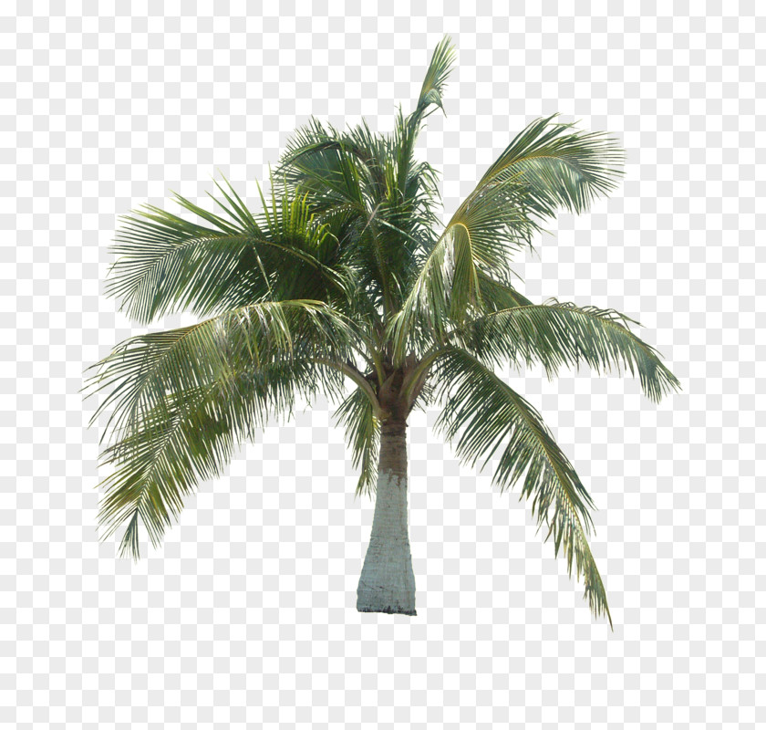 A Coconut Tree Asian Palmyra Palm Arecaceae PNG
