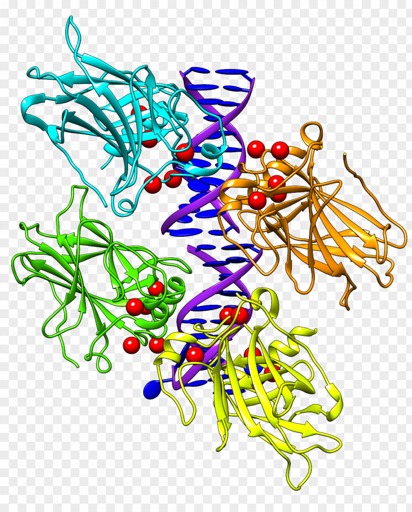 Chimera P53 University Of California, San Francisco Drawing Art PNG