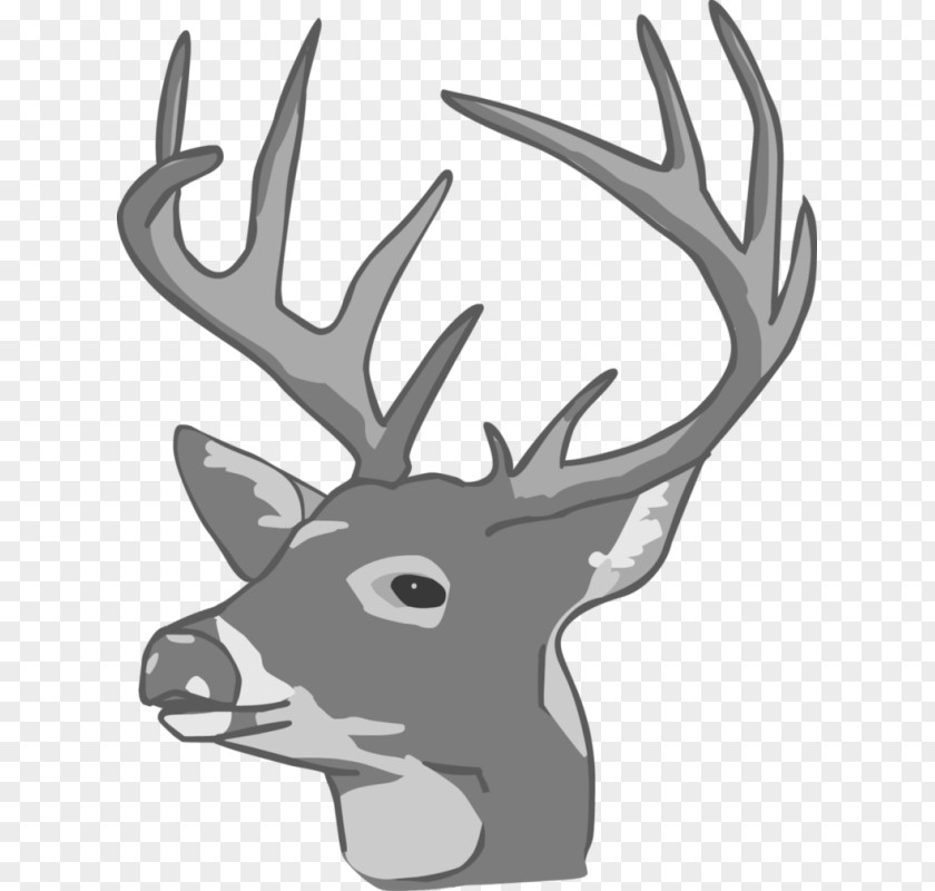 Deer White-tailed Moose Reindeer Elk PNG