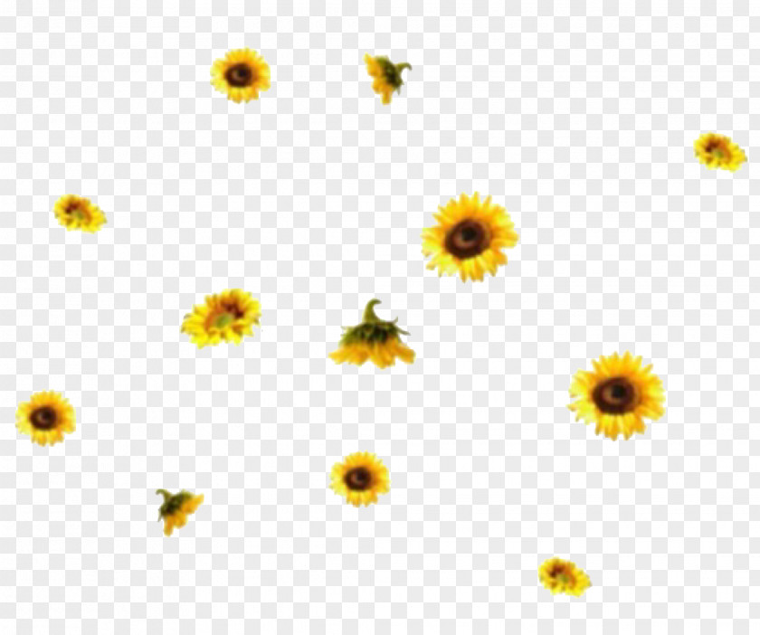 Girasole Frame Common Sunflower Image Daisy Family GIF PNG