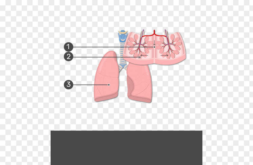 Lung Lobe Bronchiole Anatomy Respiratory System PNG