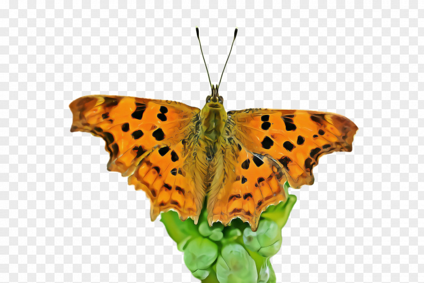 Moths And Butterflies Butterfly Cynthia (subgenus) Comma Insect PNG