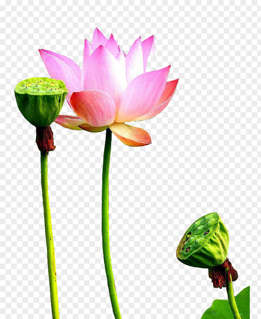 Open And Unopened Lotus-free Buckle Material Heart Sutra U5fc3u7d93 Buddhism Song Prajxf1u0101 PNG