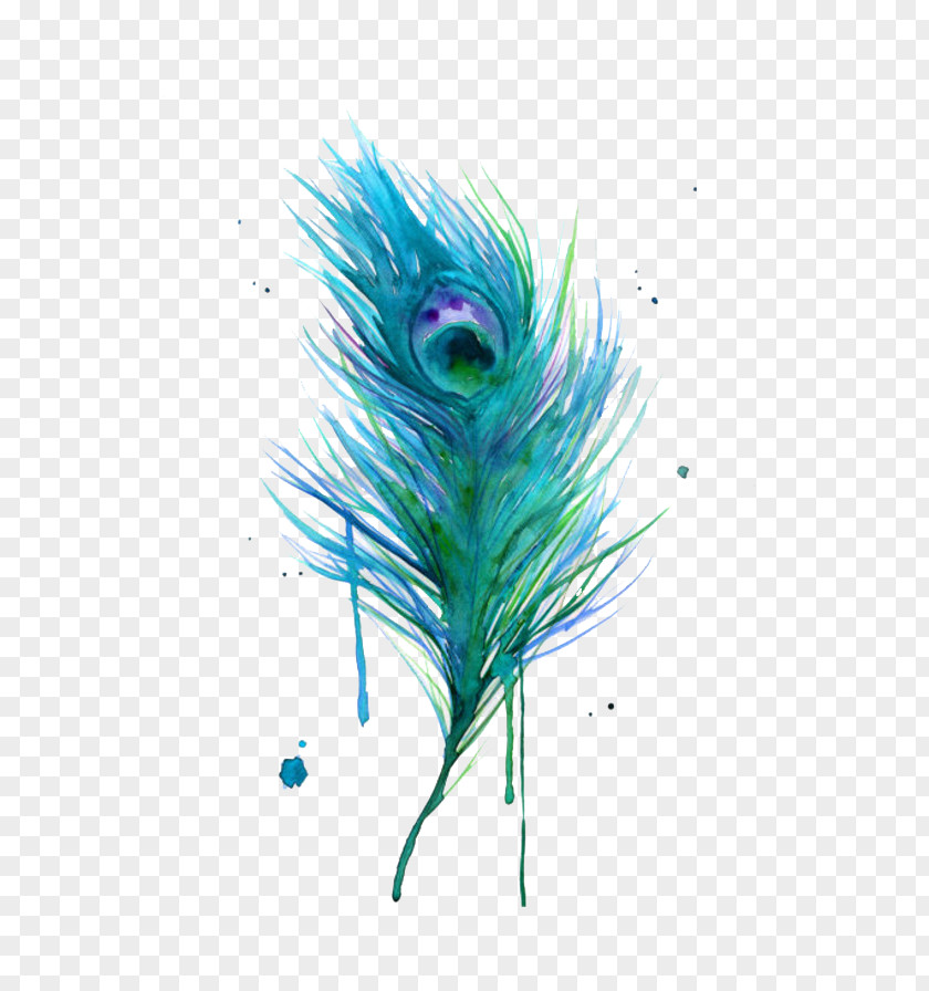 Peacock Feather Asiatic Peafowl Bird Clip Art PNG