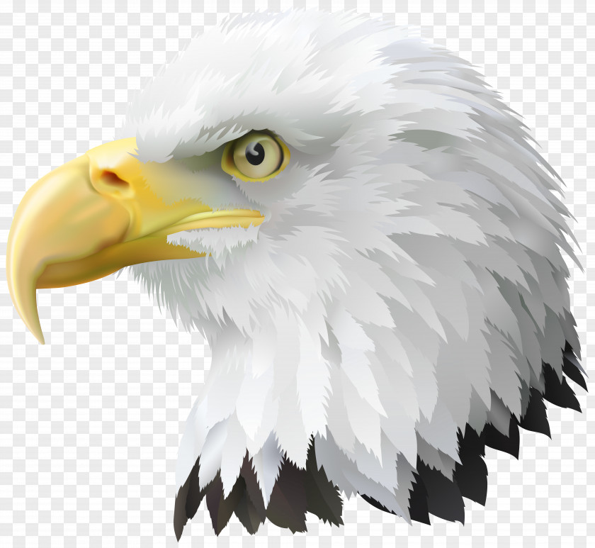 American Eagle Head Transparent Clip Art Image Bald PNG
