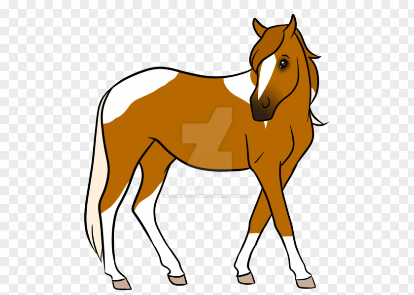 Bear No Buckle Diagram Foal Stallion Colt Pony Mare PNG