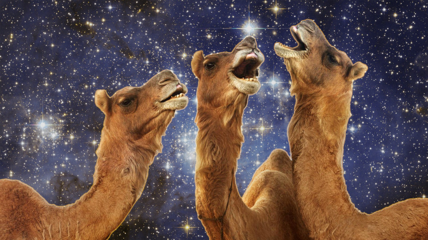 Camel Llama Desktop Wallpaper 1080p PNG