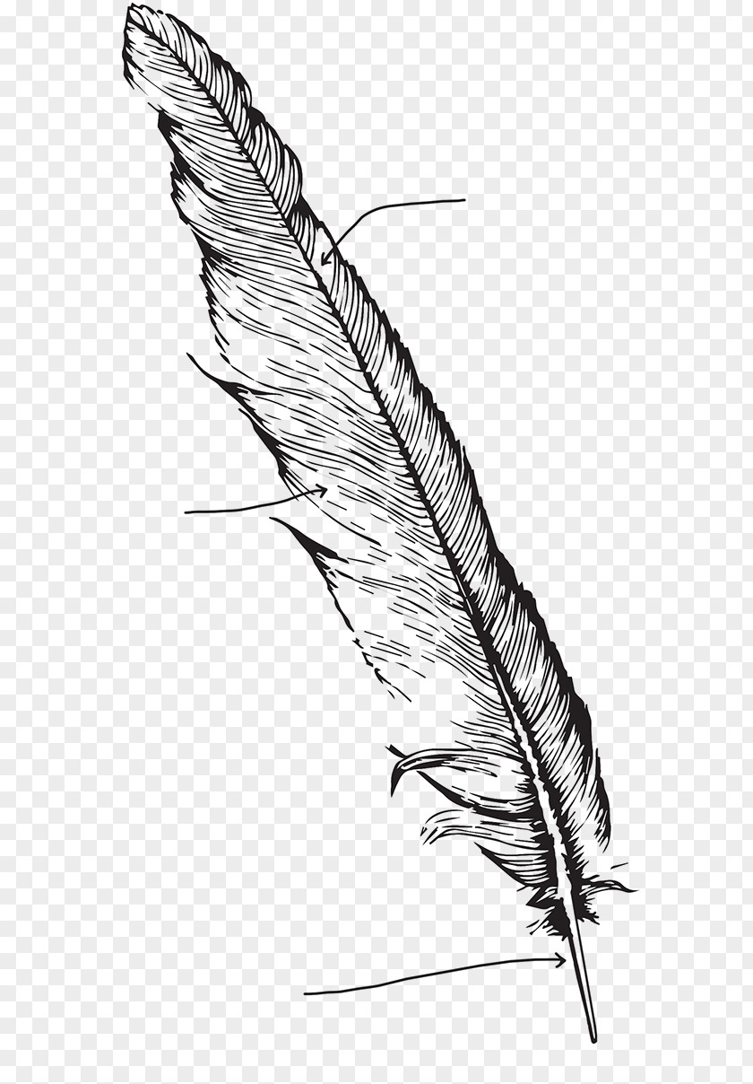 Feather Bird Drawing Line Art PNG