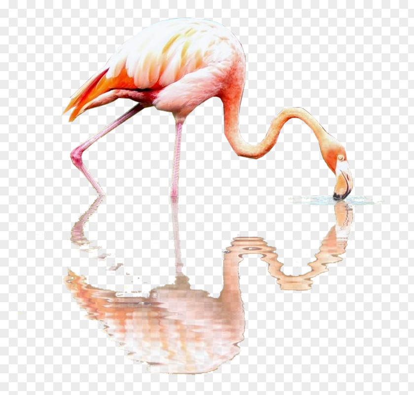 Flamingos RGB Color Model Beak PNG