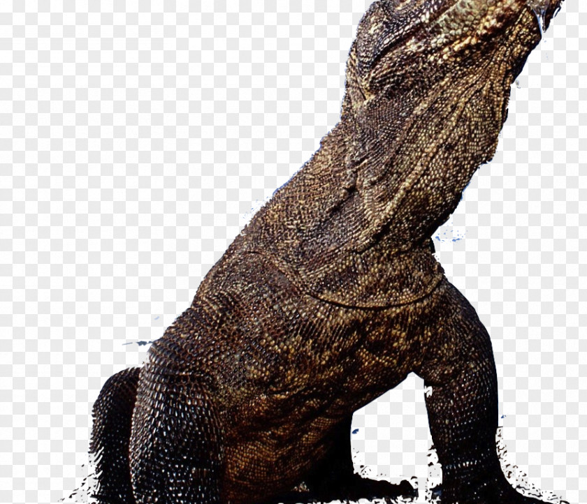 Iguanidae Tail Tree Trunk PNG