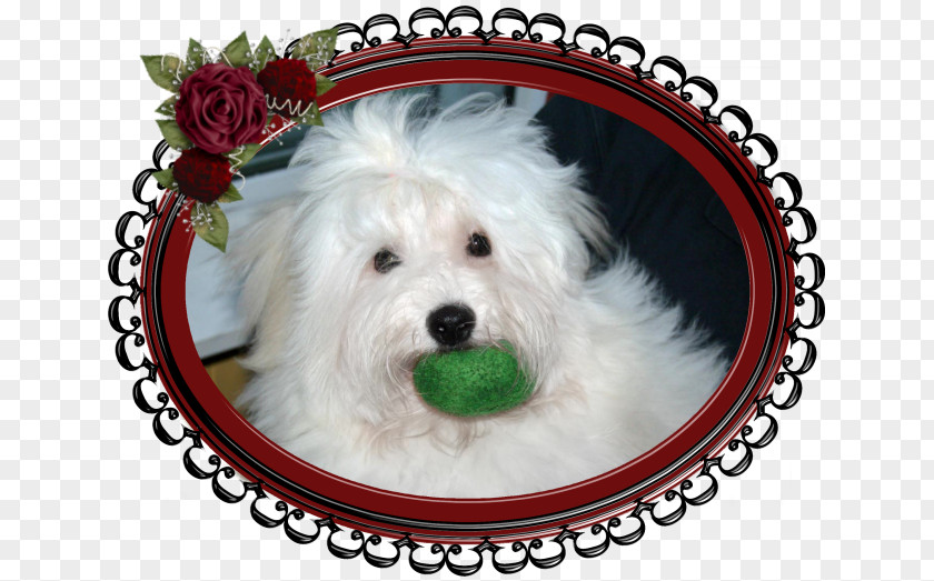Puppy Maltese Dog Havanese Coton De Tulear Schnoodle West Highland White Terrier PNG