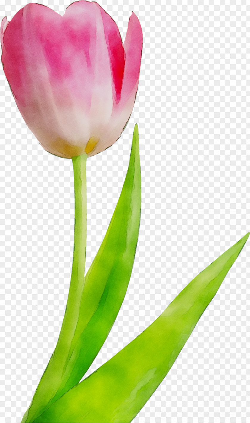 Tulip Flower Bouquet Centerblog Dostavka Tsvetov PNG