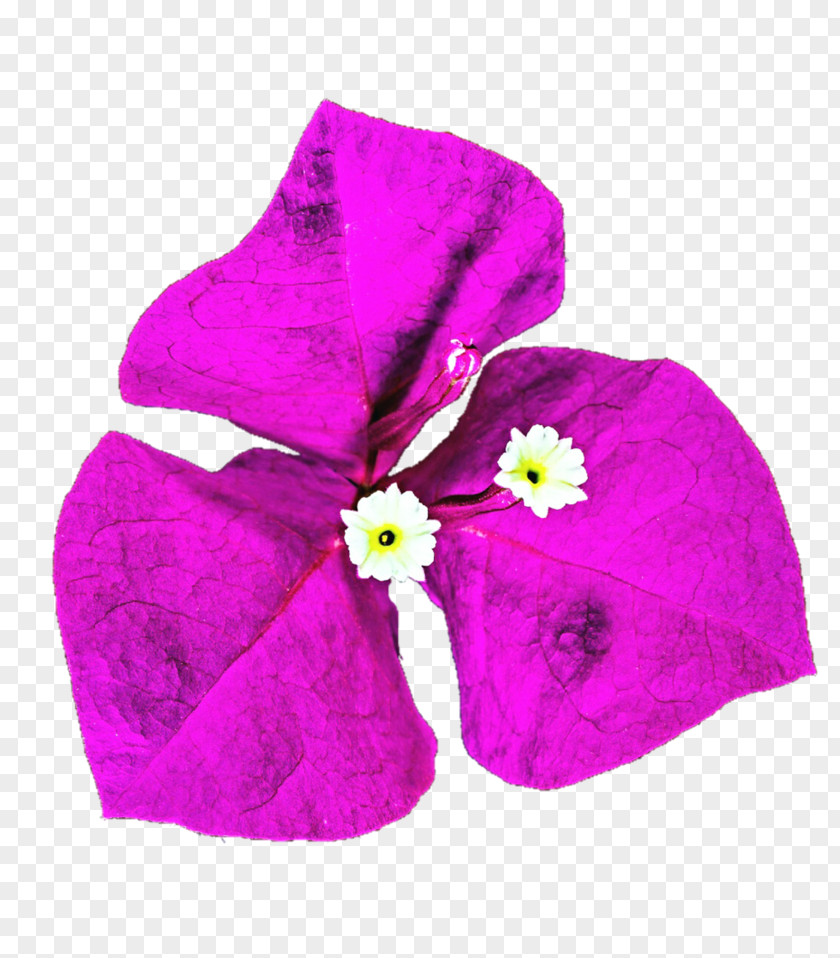 Bougainvillea Violet Family PNG