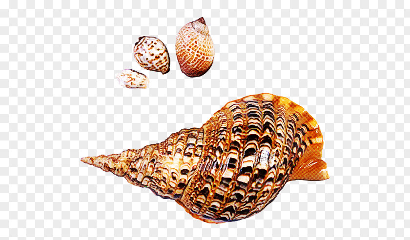 Cockle Seashell Sea Snail Clam Conchology PNG