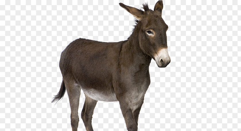 Donkey Stock Photography Royalty-free PNG