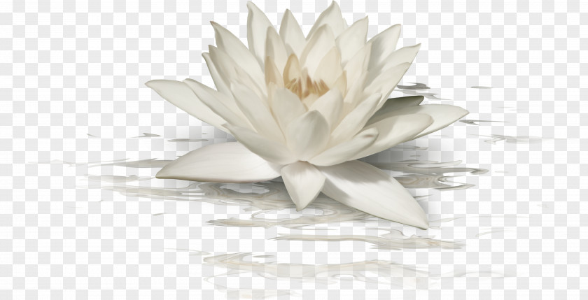 Hand-painted Lotus Nelumbo Nucifera White PNG
