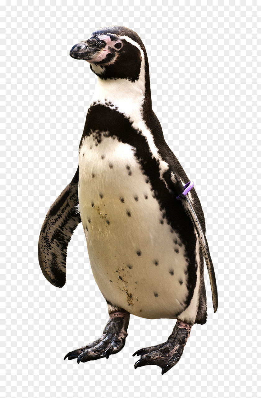 Penguin T-shirt Bird Animal Antarctica PNG