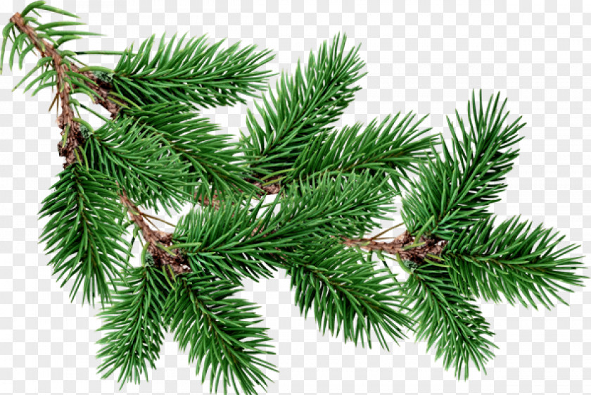 Free Christmas Tree Branches Buckle Material Fir Pine Clip Art PNG