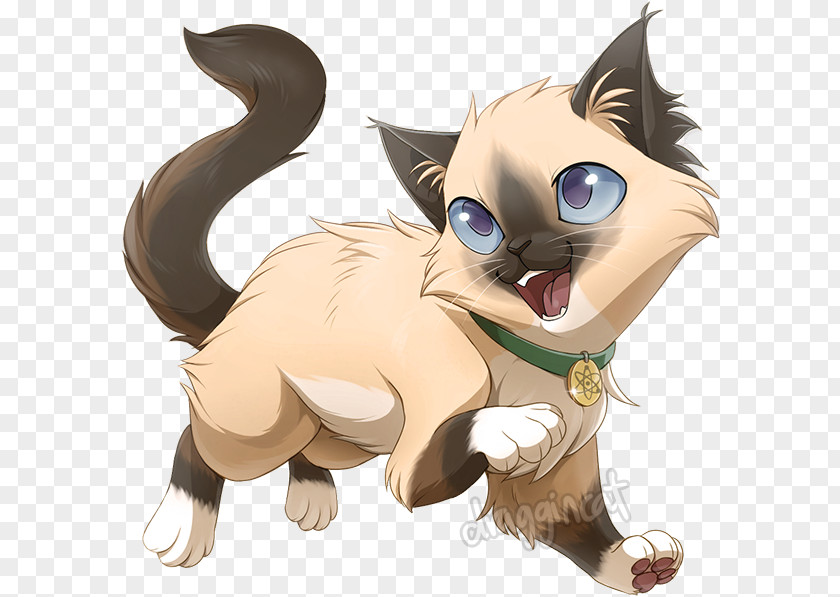 Kitten Ragdoll Whiskers Drawing Tail PNG
