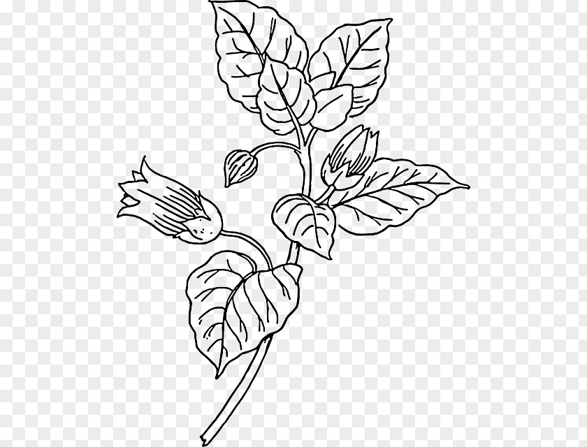 Plant Lines Belladonna Drawing The Head And Hands Clip Art PNG
