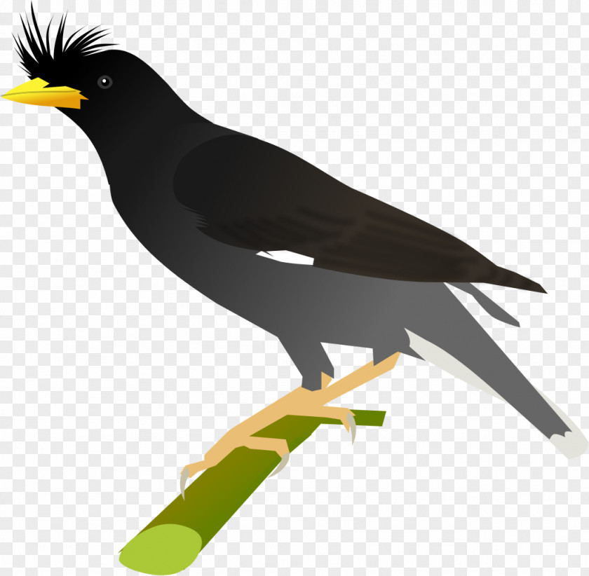 Songbird Perching Bird Cartoon PNG