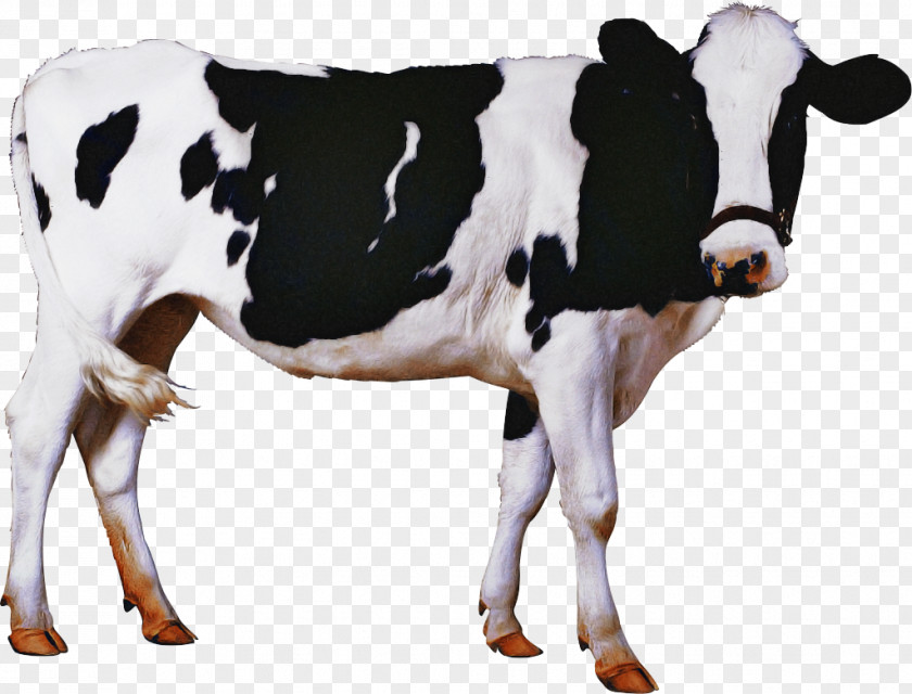 Calf Milk Holstein Friesian Cattle Livestock House Cow PNG