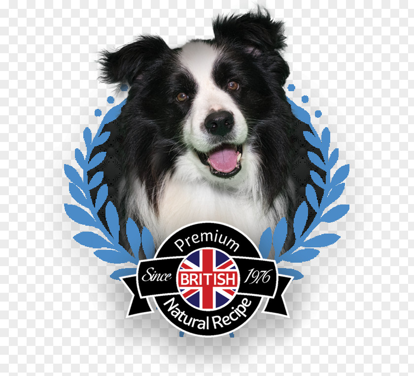 Chicke Dog Breed Border Collie Rough Companion Snout PNG