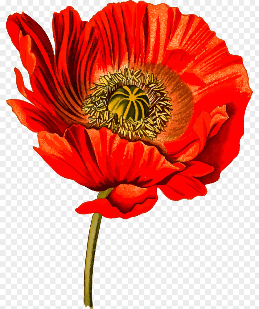 Opium Poppy Common Clip Art PNG