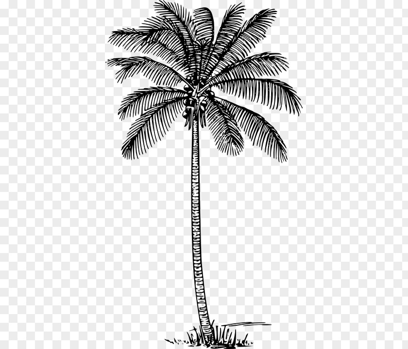 Vesak Nucifera Clip Art Coconut Vector Graphics Palm Trees Drawing PNG