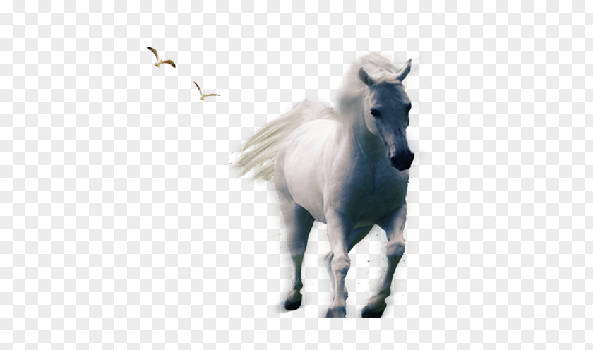 Whitehorse Horse Download Pony PNG