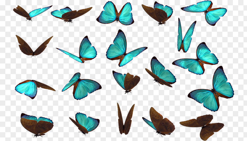 Butterfly Drawing Clip Art PNG