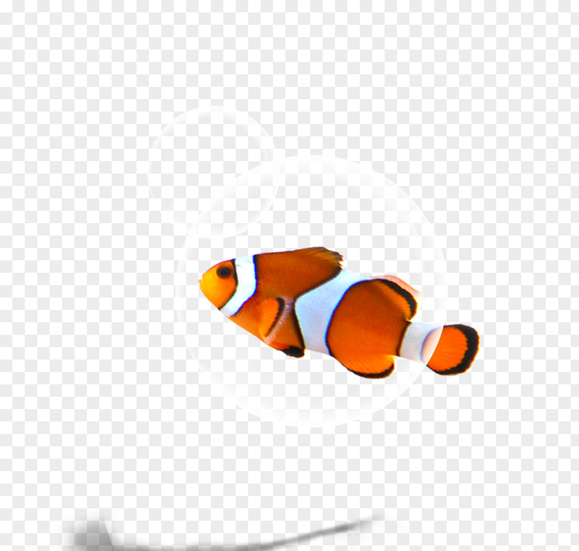 Fish Download Wallpaper PNG