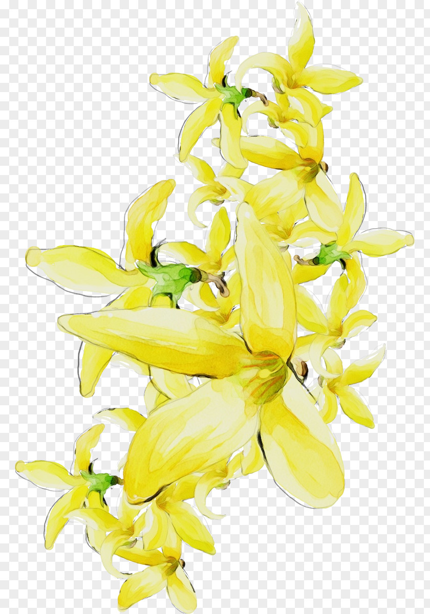 Flower Yellow Cut Flowers Plant Ylang-ylang PNG