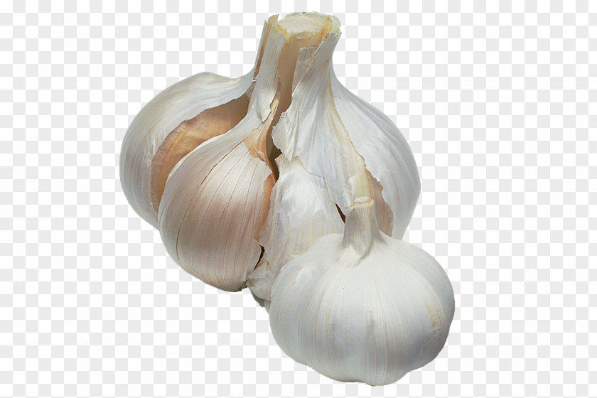 Garlic Seeds Elephant Bulb Onion Soil PNG