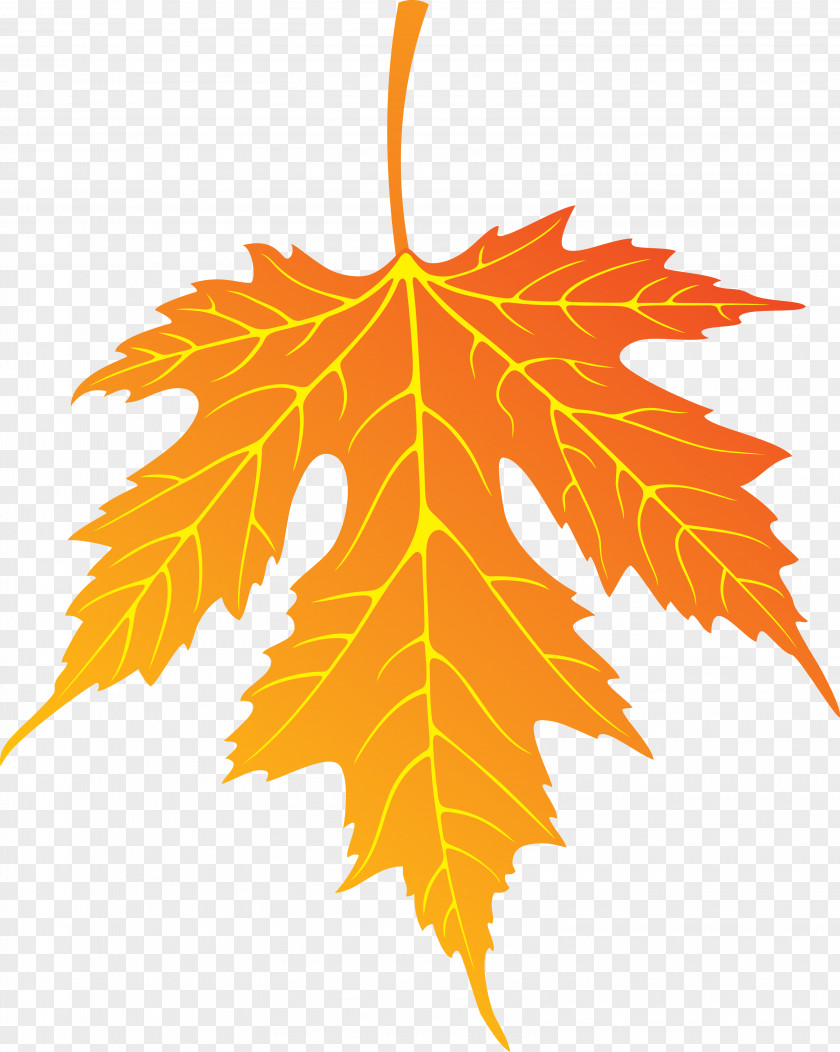 Leaves Maple Leaf PNG