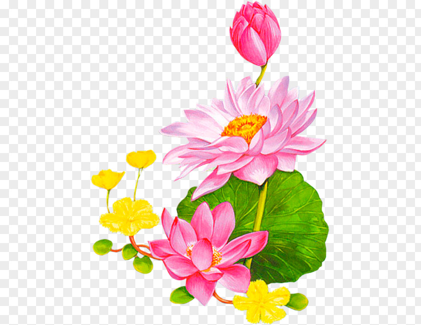 Lotus Leaf Cartoon Pattern Background Decoration Flower Nelumbo Nucifera Animation 43 Clip Art PNG