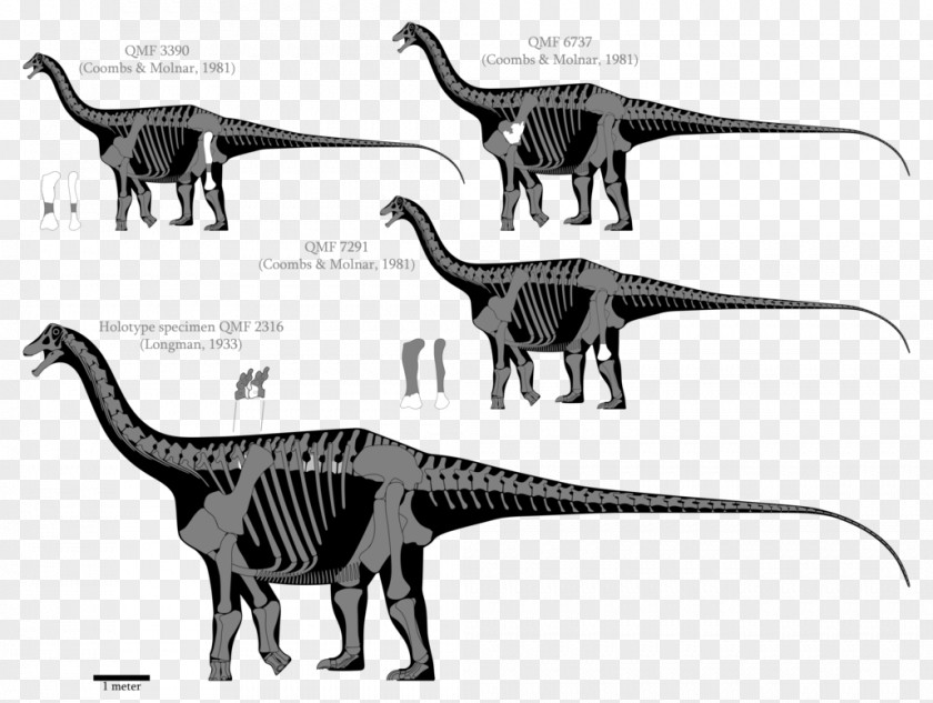 Reconstruction Austrosaurus Dinosaur Diamantinasaurus Barosaurus Amphicoelias PNG