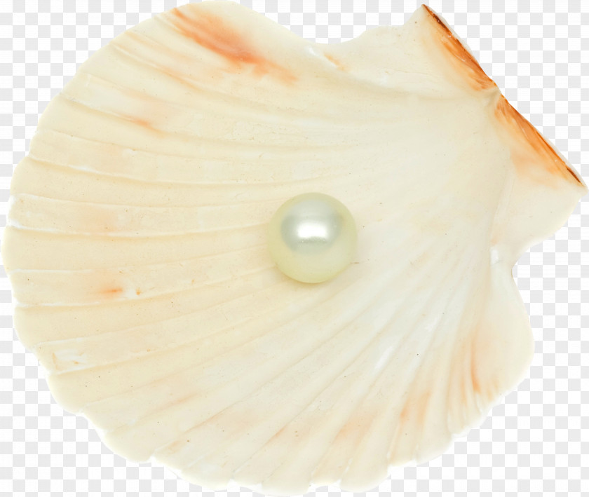 Seashell Pearl Conchology PNG