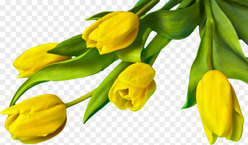 Tulip Indira Gandhi Memorial Garden Clip Art Image PNG