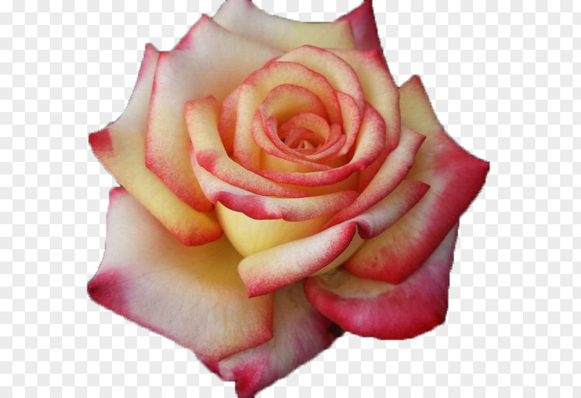 Flower Garden Roses Cabbage Rose Hybrid Tea Pink PNG