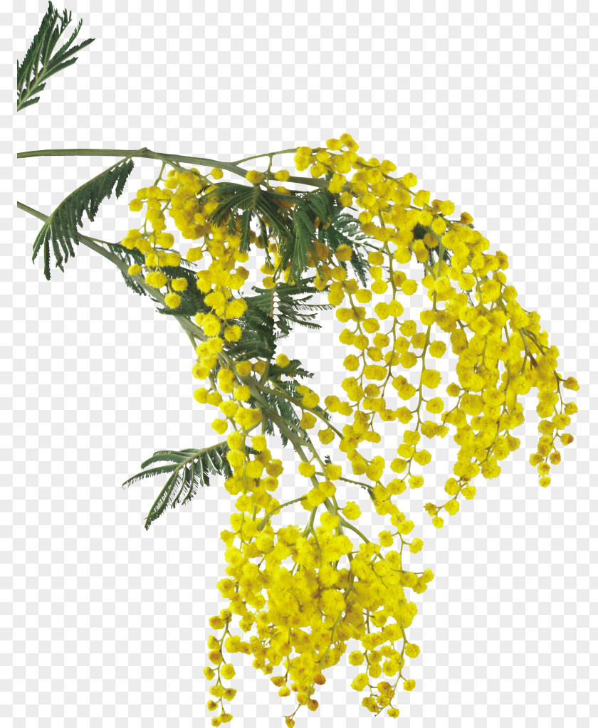 Flower Mimosa Salad Acacia Dealbata Clip Art PNG