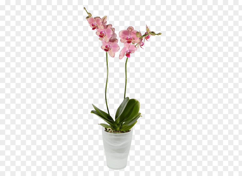 Flower Moth Orchids Dendrobium Cut Flowers PNG