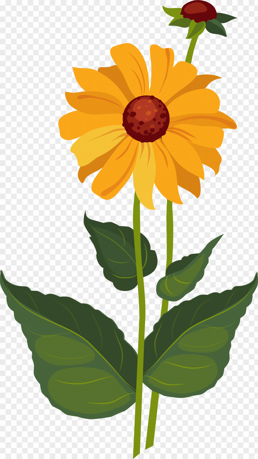 Flowers Vector Common Sunflower Dahlia PNG