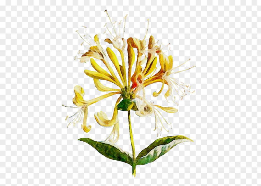 Herbaceous Plant Honeysuckle Family Flower Petal Shrub PNG