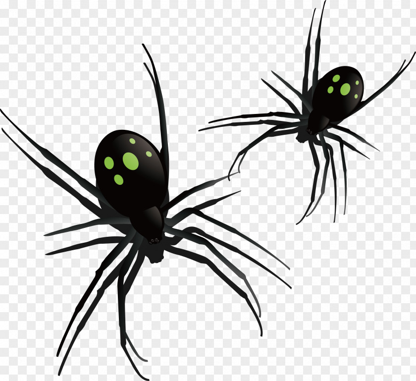 Horror Black Spider Southern Widow Insect Pattern PNG